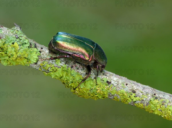 Rose-chafer