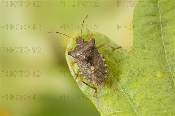 Red-legged tree bug