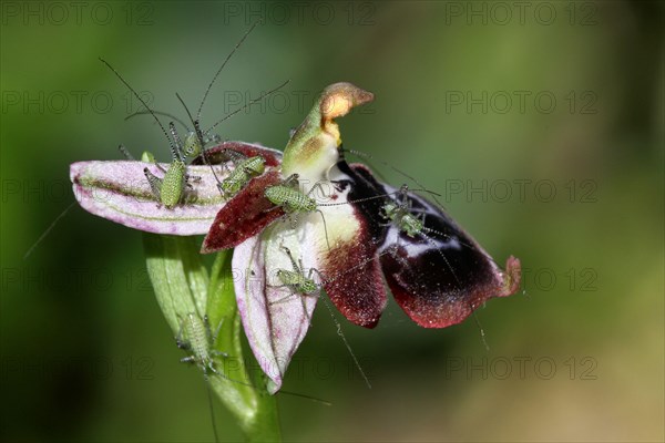 Speckled Bush-cricket