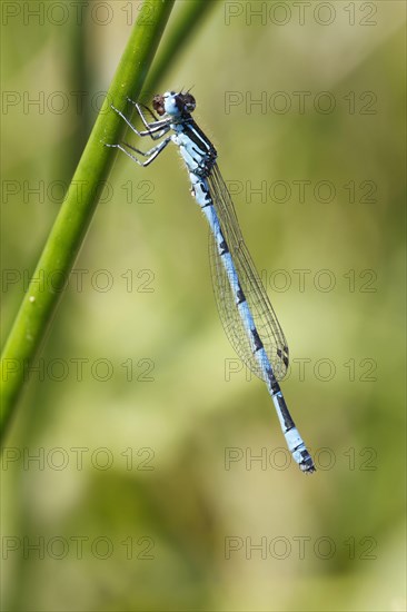 Southern Damselfly