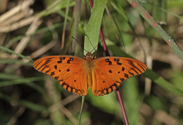 Gulf Fritillary