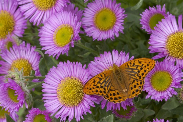 Silver washed silver-washed fritillary