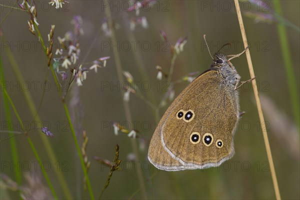 Ringlet