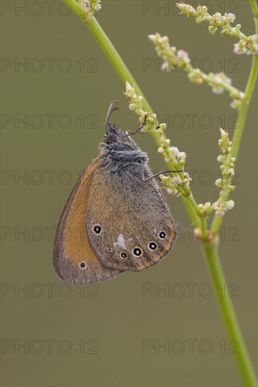 Rusty Brown Meadowbird