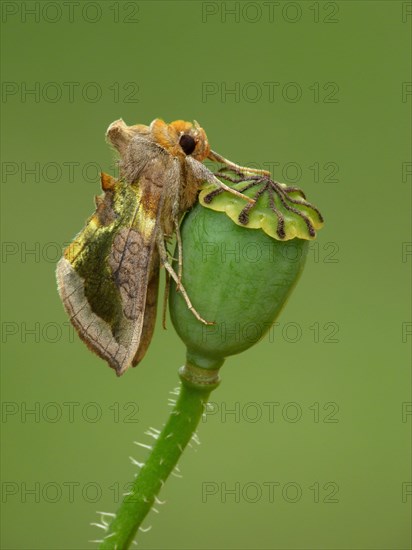 Burnished burnished brass