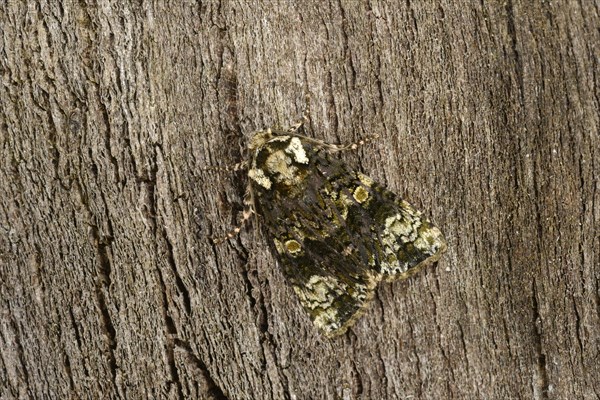 Privet bark owl