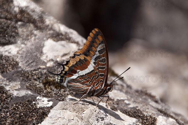 Brush-footed butterfly