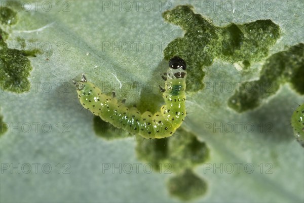 Small white