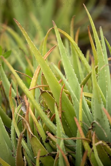 Medicinal aloe veras