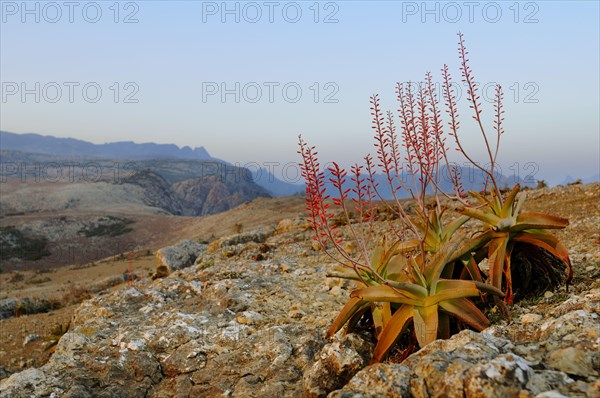 Perry's Aloe