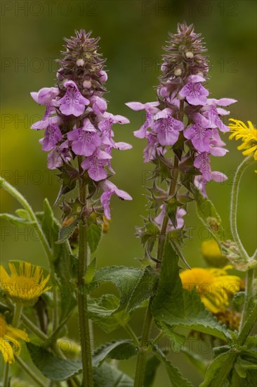 Hybrid Woundwort