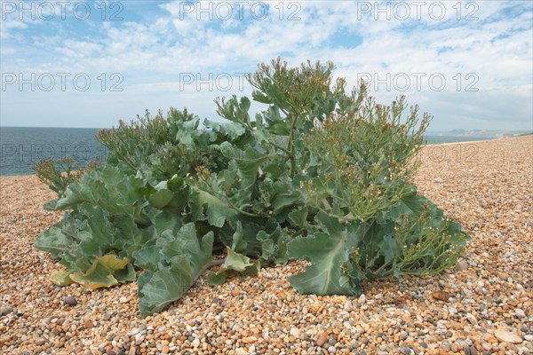 Sea kale