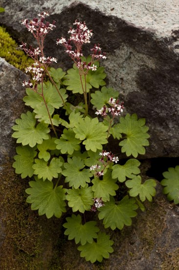 Nelson's Brook Saxifrage