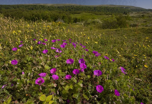 Bloody Cranesbill