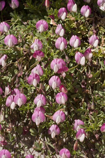 Flowering Mount Cenis Restharrow