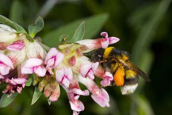 Common White-tailed Bumblebee