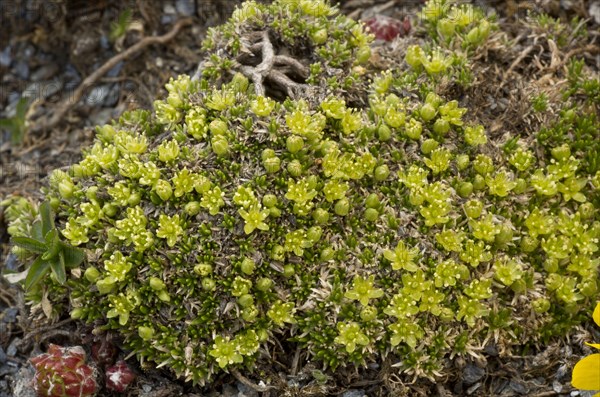 Mossy Cyphel