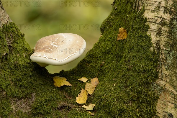 Birch Polypore