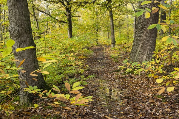 Forest habitat of chestnut