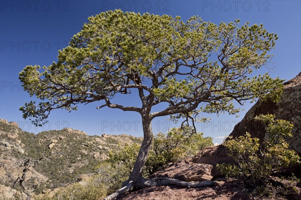 Mexican pinyon