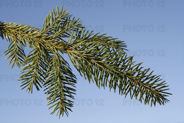 Norway Spruce