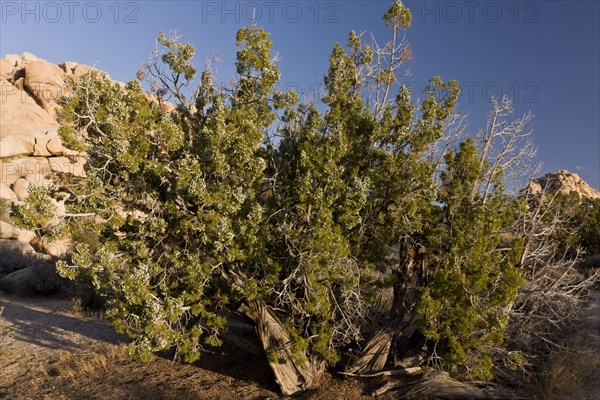 Habit california juniper