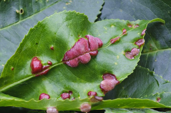 Fungus