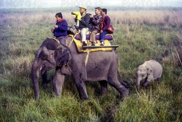 Tourists on elephant back at Kaziranga National park