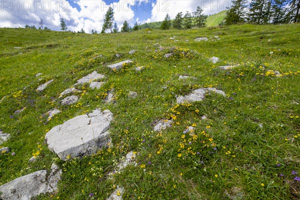 Flower meadow on the Postalm in the Salzkammergut