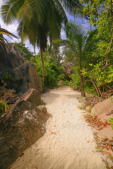 Palm trees and granite rocks on the dream beach Source d'Argent