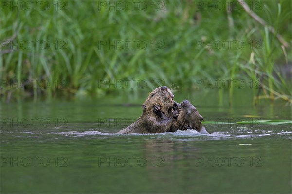 Two Eurasian beavers