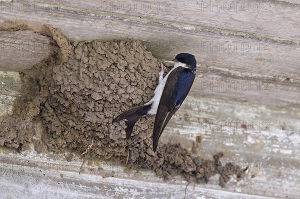 Common house martin