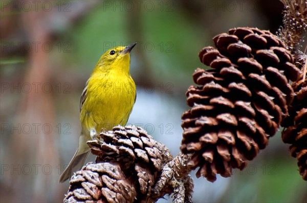 Pine Warbler