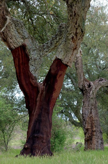 Cork oak