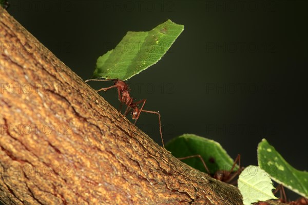 Leafcutter ant