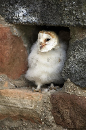 Barn Owl