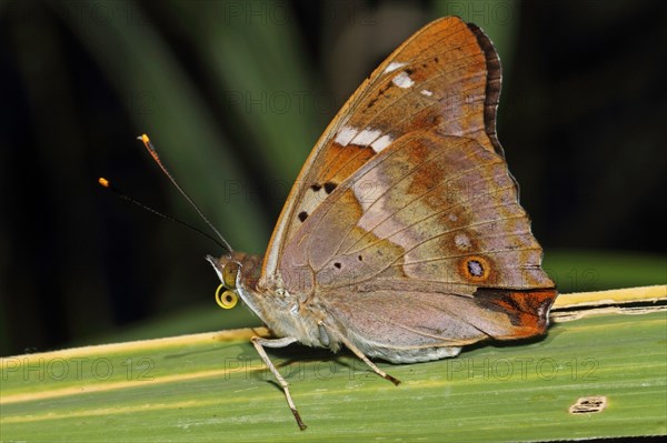 Lesser Schiller Butterfly