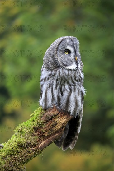 Great Grey Owl