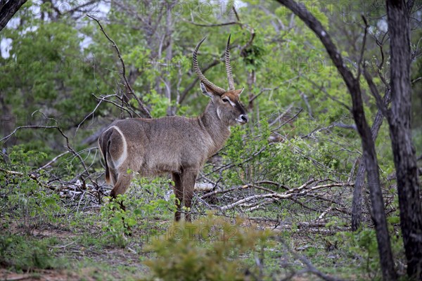 Common Waterbuck