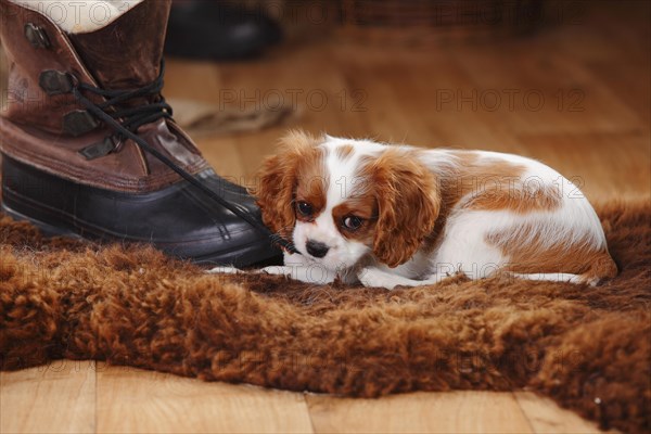 Cavalier King Charles Spaniel