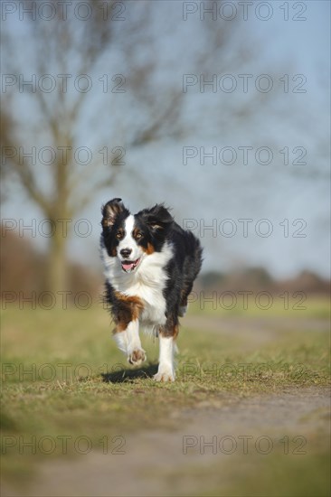 Australian Shepherd