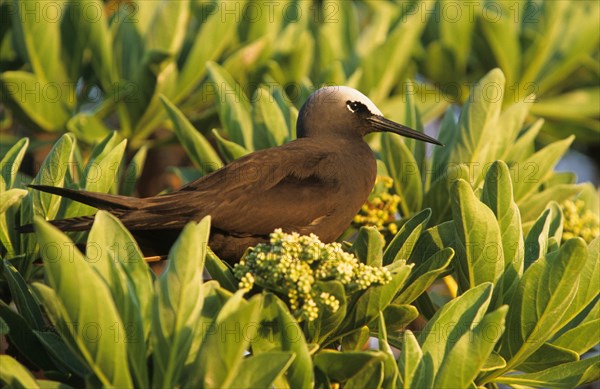 White-headed Noddy