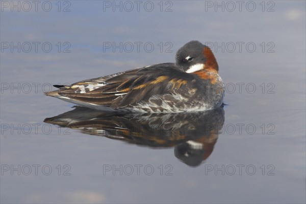 Red-necked phalarope