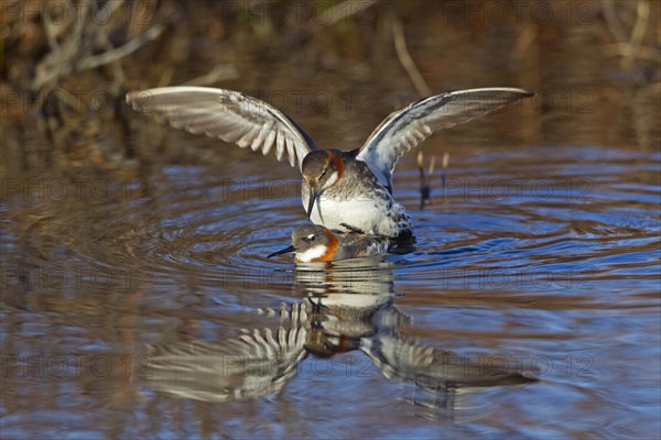 Red-necked Phalarope