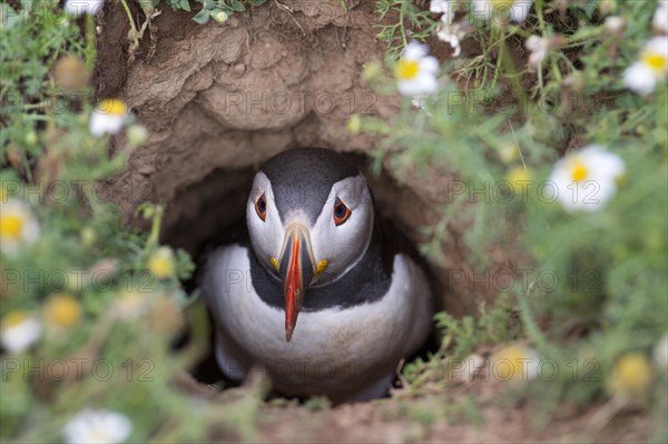 Puffin