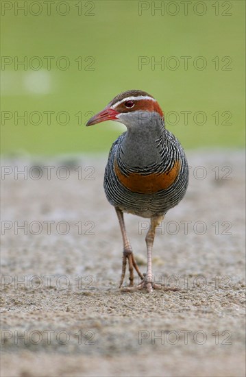 Buff-banded Rail