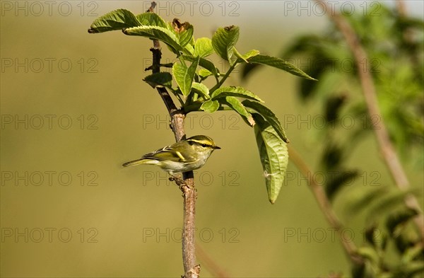 Pallas's Warbler adult