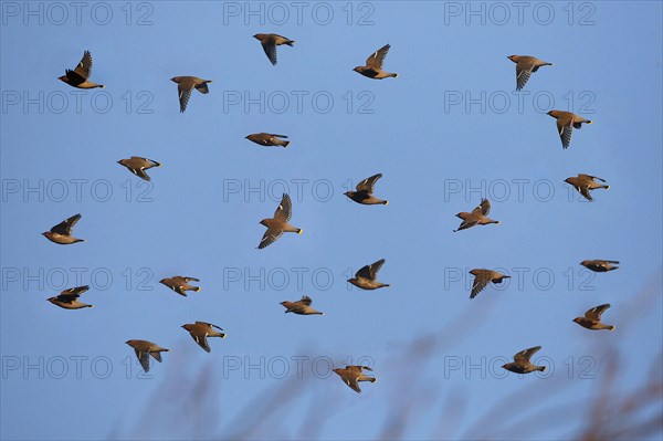 Bohemian Waxwing flock