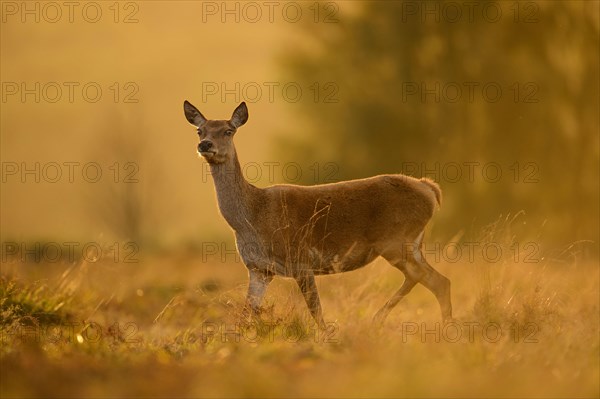 Red Deer