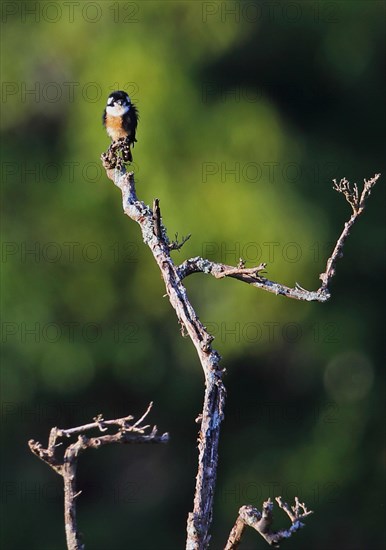 Adult Black-throated Kestrel